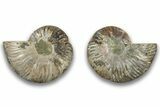Cut & Polished, Agatized Ammonite Fossil - Madagascar #323357-1